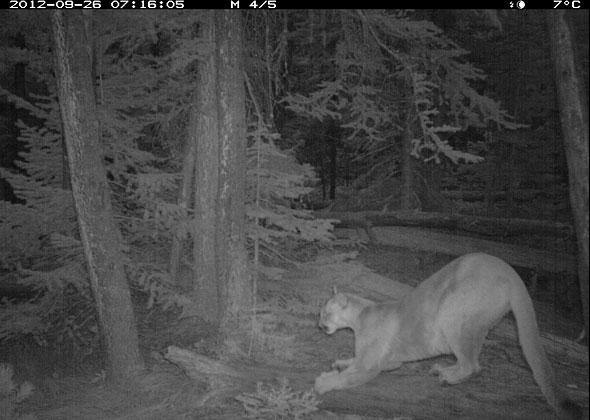 A remote camera in Waterton Lakes National Park captures a cougar scratching a log