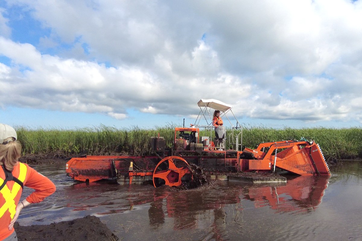 A second heavy-duty machine rolls through the water while collecting the fallen cattails on a conveyor belt.