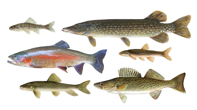 An illustration of 14 different fish species, each a different size, shape and colour.