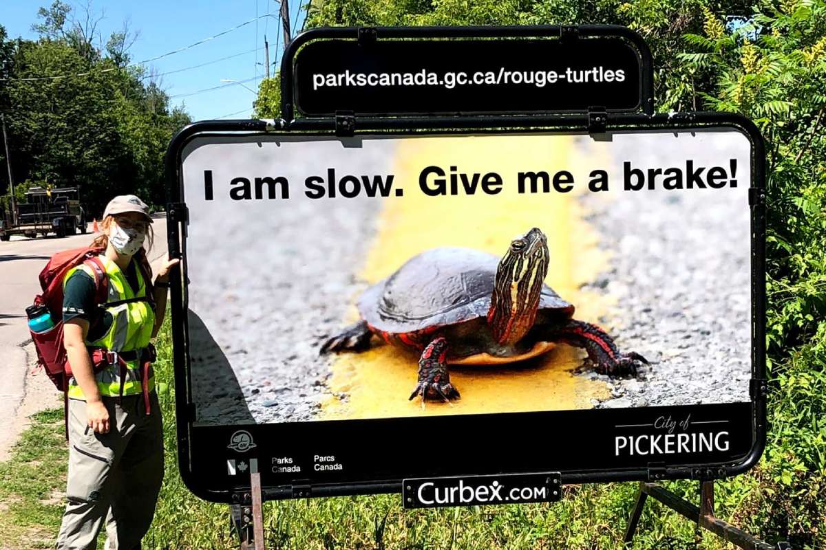 A Parks Canada staff person stands beside a large roadside billboard that shows a close up of a turtle on the yellow line of a road. Text on the sign reads I am slow. Give me a brake!