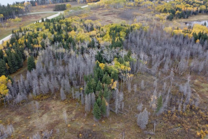 An aerial view of a forest made up of diverse trees.