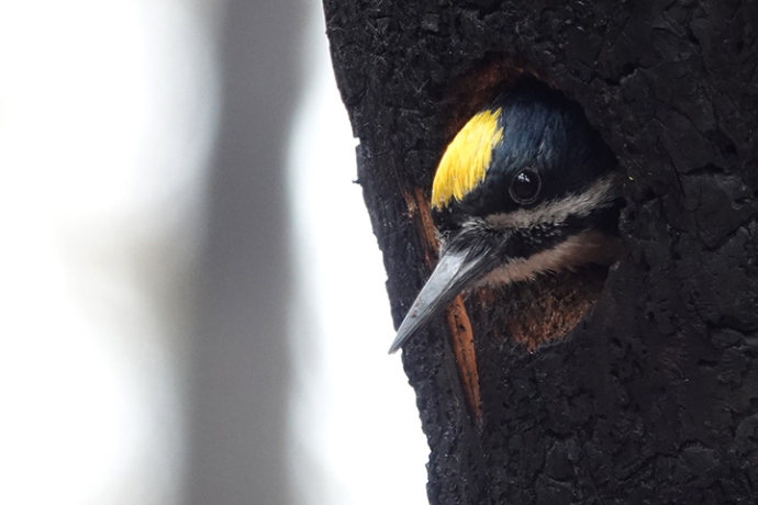 The head of a black and yellow woodpecker emerges from a hole in a blackened tree trunk.