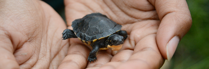 Close up of a small turtle with a yellow throat.