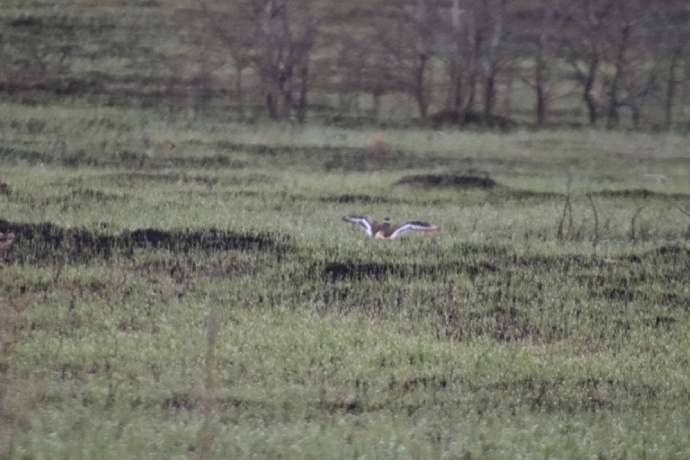 A bird flies across a recently burned area with new regrowth of vegetation.