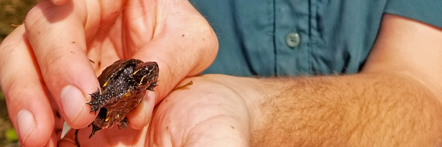 A baby turtle in the hands of a Parks Canada staff member.