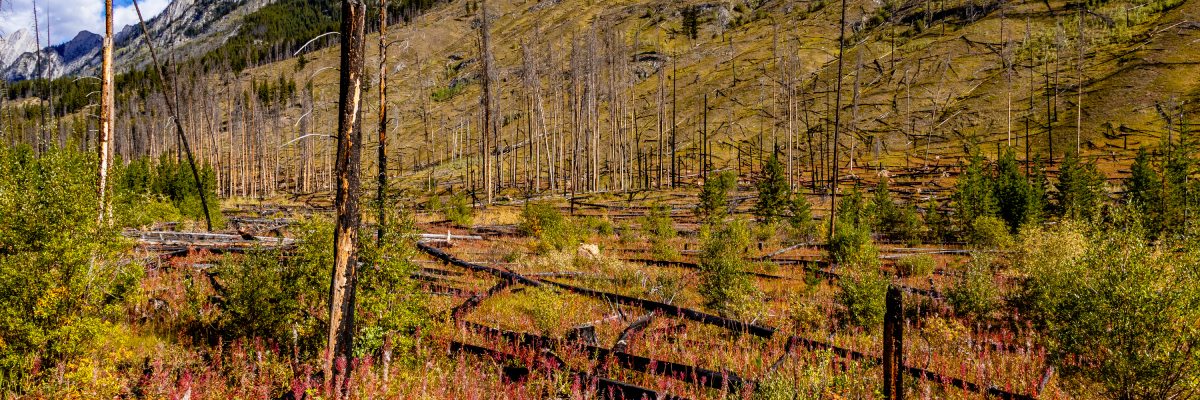 A scattering of burned trees among new shrubs and seedling growth in the foothills of snow capped mountains. 