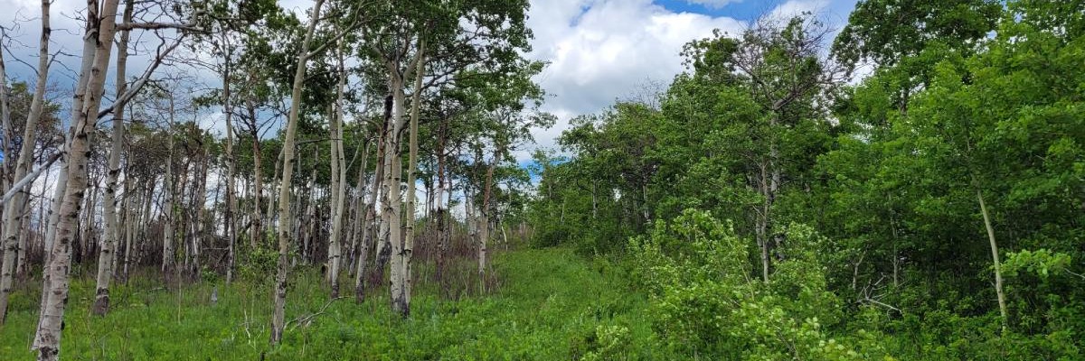 A forest stand with sparse trees on the left and dense canopy on the right. 