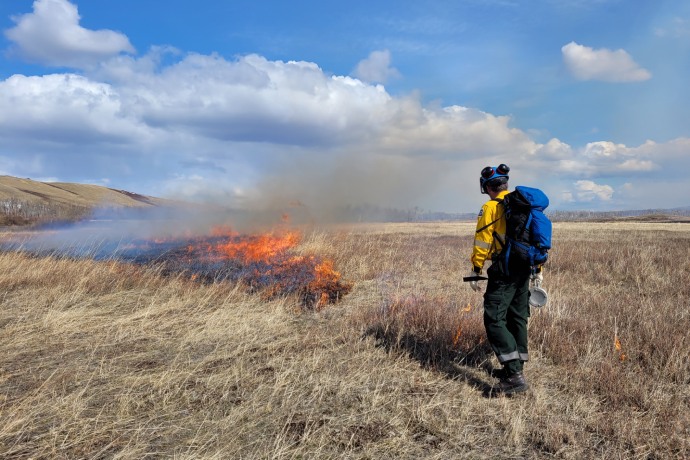 A staff person wearing safety equipment uses a drip torch to light fire to the grassy area.