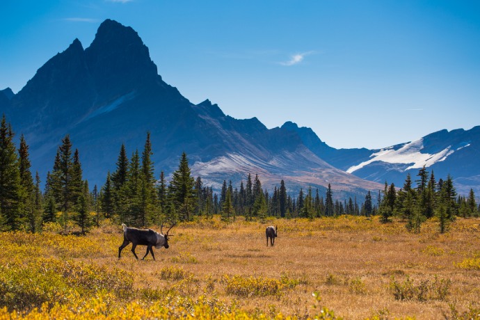 Two caribou walk across a grassy valley with evergreen trees and large mountains in the background.