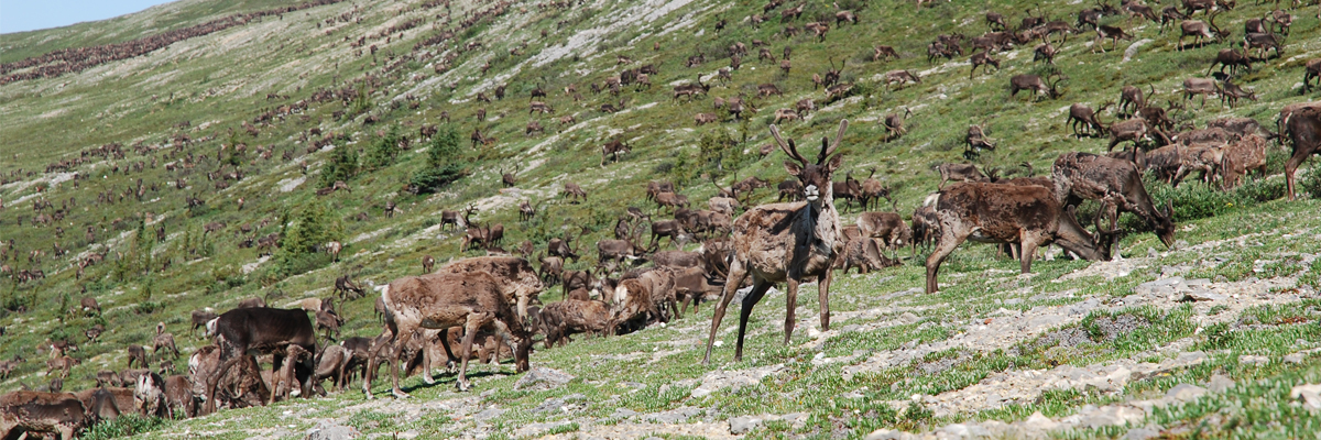 Caribou herd grazing on a slope at Vuntut National Park