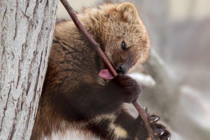 A medium sized brown bear-like mammal with long claws in a tree licks a branch.