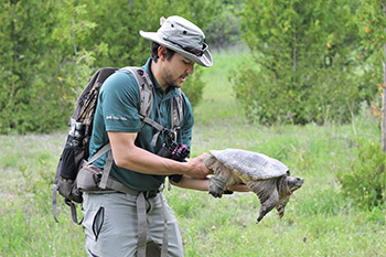 Parks Canada team member is shown holding a Snapping turtle in the correct position by its hind legs to avoid being bitten.