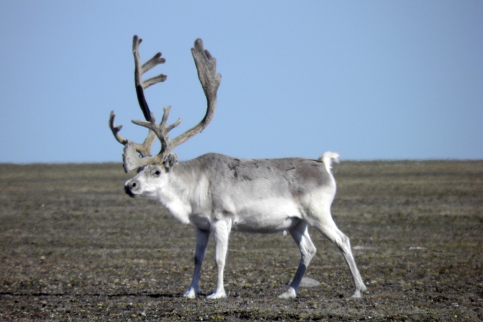 A single caribou stands in a tundra landscape.