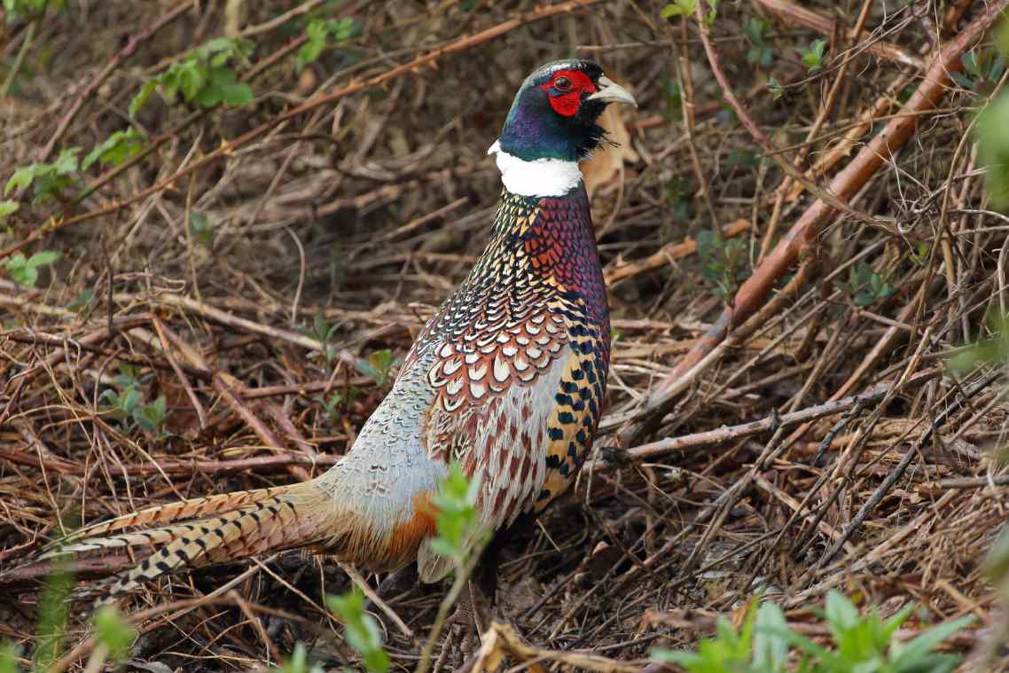 A taller looking bird with many colours and patterns on its plumage stands on the ground among branches.