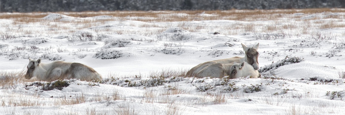Three caribou calves lay in the snow, two are snuggled up together.
