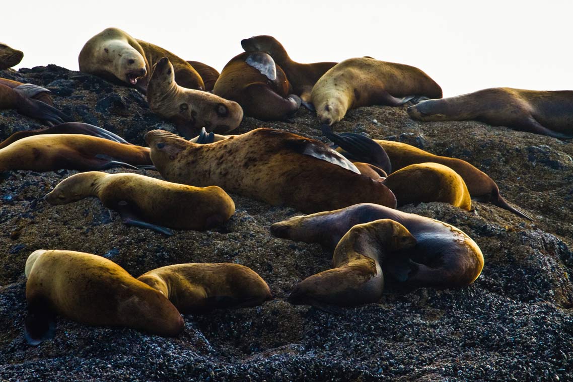 A group of golden brown coloured seals lay on a sandy hillside.