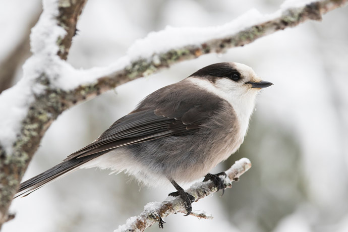 A grey and white coloured bird is perched on the branch of an evergreen tree in the wintertime.