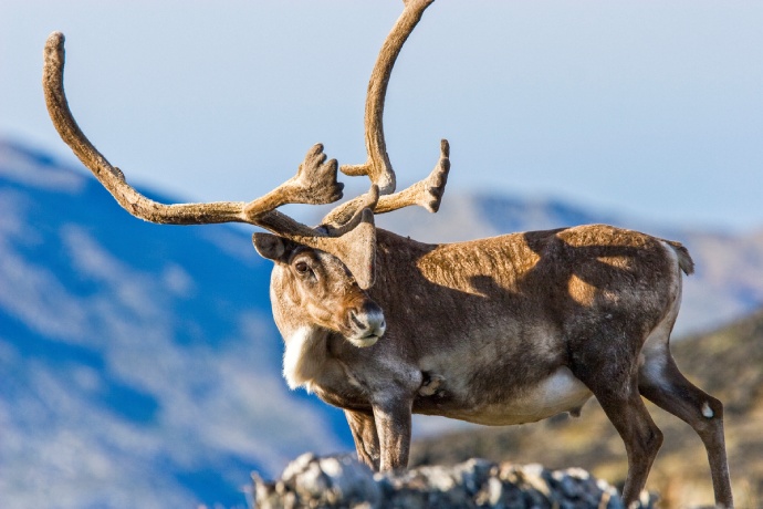 A caribou with large antlers stands with his head turned to the side.