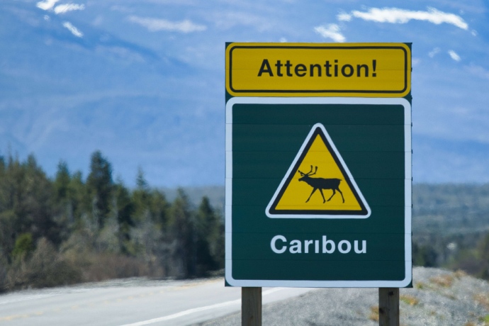 A green road sign cautions drivers with yellow warnings that caribou are present along this highway.