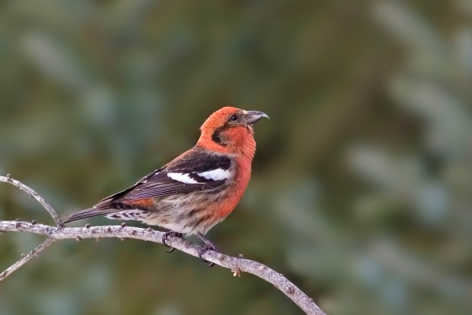 A red bird with brown and white wings and a curved beak is perched on a branch.
