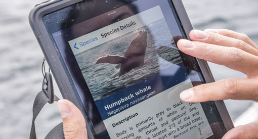 Close-up of smart phone with an image of a humpback whale onscreen