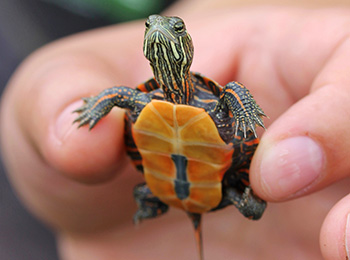 A Parks Canada team member gently holds up a baby Painted turtle revealing the stunning orange pattern of its lower shell and yellow and red markings on its face and neck.