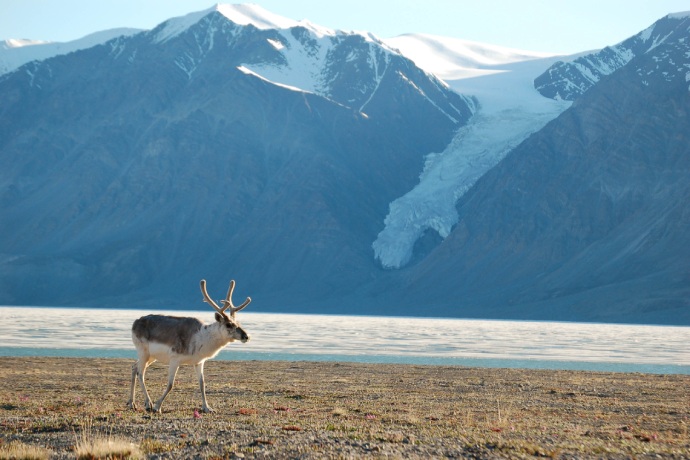 A caribou walks along the shores of a frozen waterbody with a snow capped mountain in the background.