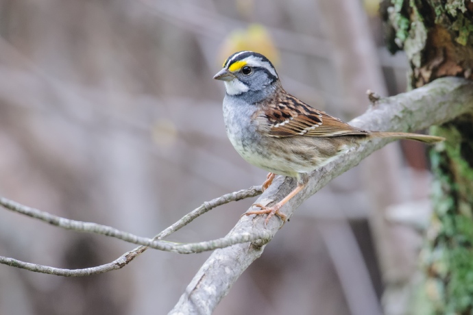 A small bird with brown and black striped plumage and a yellow accent on its face stands on a branch.