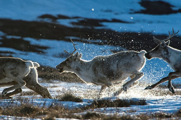 A close up of four caribou charging through water on a partially snow covered landscape .
