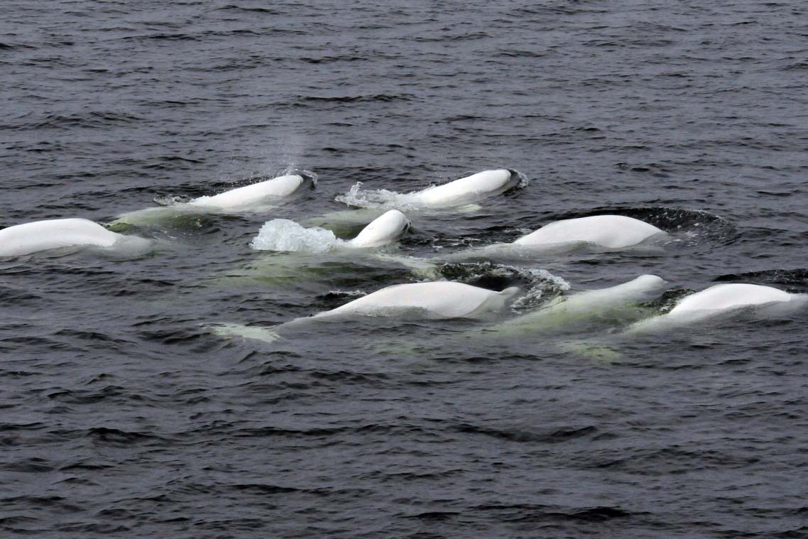 A group of eight white beluga whales swim through water, one has its head out of the water.