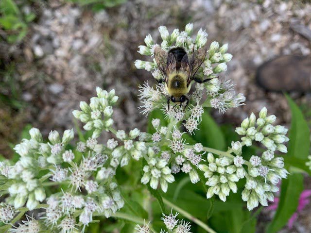 A bumblebee perched on a white boneset flower.