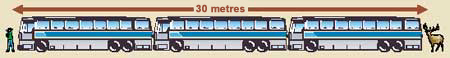 We recommend you keep at least three bus lengths (30 metres/100 ft) away from large animals and about three times that distance (100 metres/325 ft) away from bears.