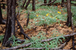 Forest floor