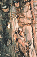 Mountain Pine Beetle Galleries