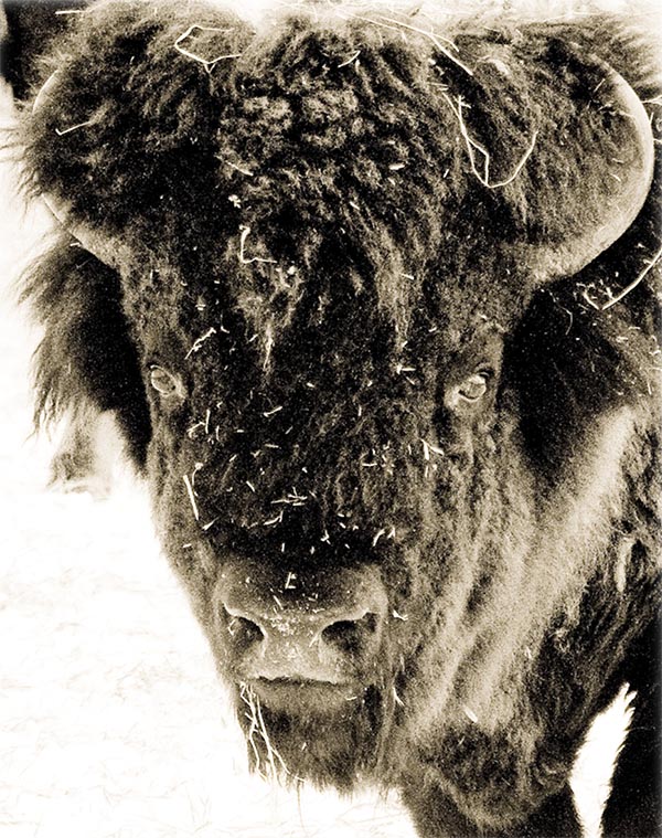 A plains bison