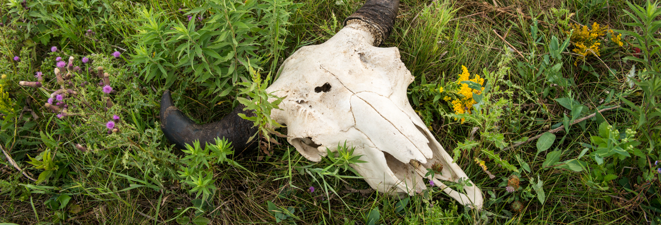 A bison skull lays in a grass field. 