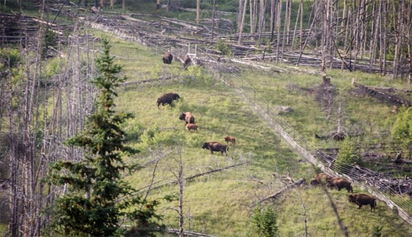 Bison in a fenced pasture.
