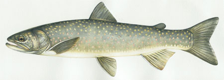 Drawing of a Bull Trout
