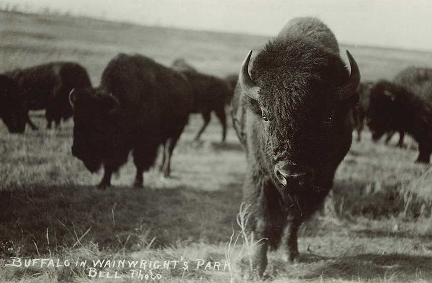A group of bison in a field with one bison striding directly towards the camera. 