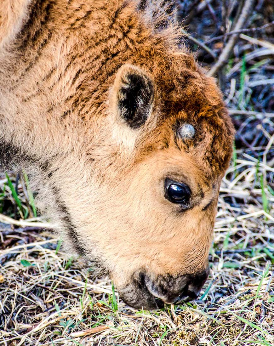 Photograph of a close up of a very young bison calf's face.