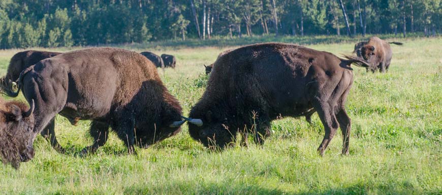 Two young bison bulls locking horns in a field.
