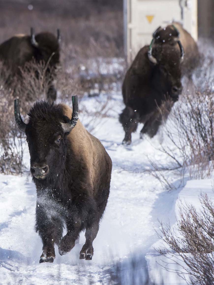 Four young bison kicking up snow as they run out of a shipping container towards the photographer.