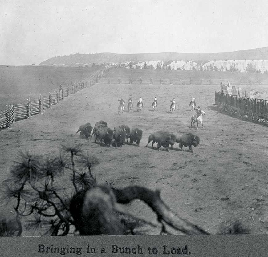 Seven cowboys on horses chasing a group of nine bison in a fenced corral past some carts. 