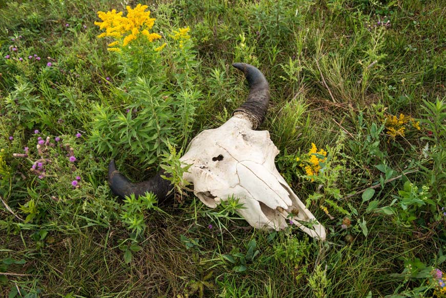 Bison skull lying on the ground among flowering plants.