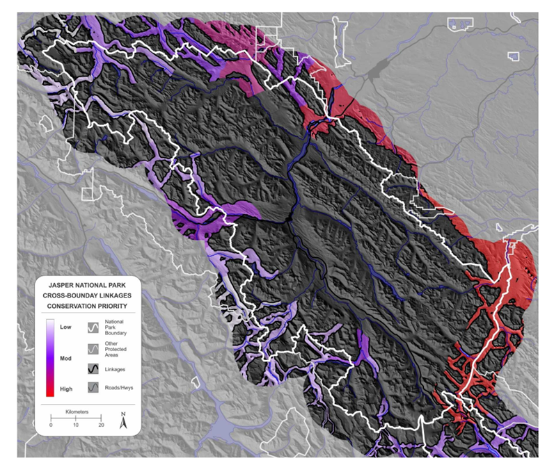 Figure 8. Cross-boundary linkages of conservation priority in Jasper National Park. Red and purple coloured areas indicate areas of high and moderate importance for regional carnivore connectivity (from Apps 2020).