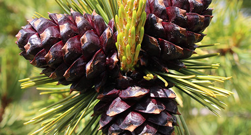 Whitebark pine cone