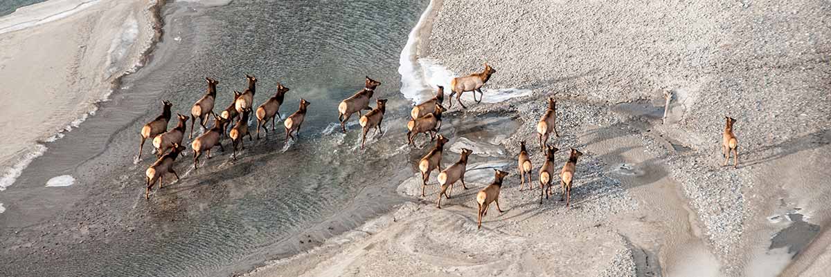 Elk crossing a river.