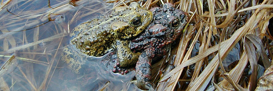 Male toad clinging to the back of a female toad in a process called <em>amplexus</em>.
