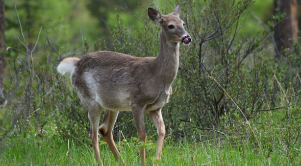 White-tailed deer © O. Robinson