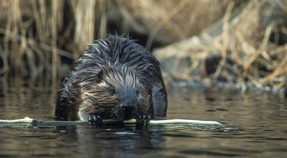 Beaver © Wayne Lynch
